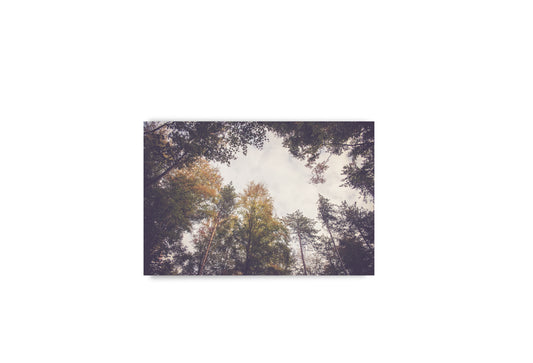 Fotowenskaart met envelop - bomen