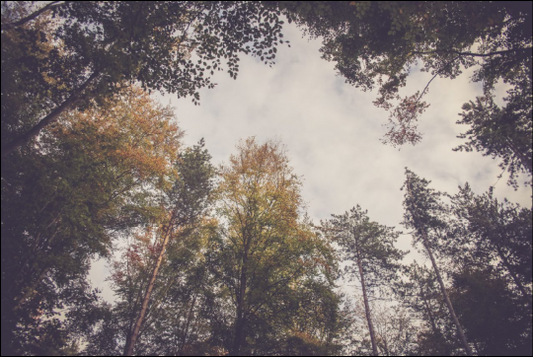 01 bomen